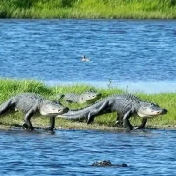 Meet your Posher, Diane - Picture 6 of 6